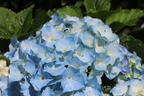Ballhortensie 'Three Sisters' ® (Blau) - Hydrangea macrophylla 'Three Sisters' ® (Blau)