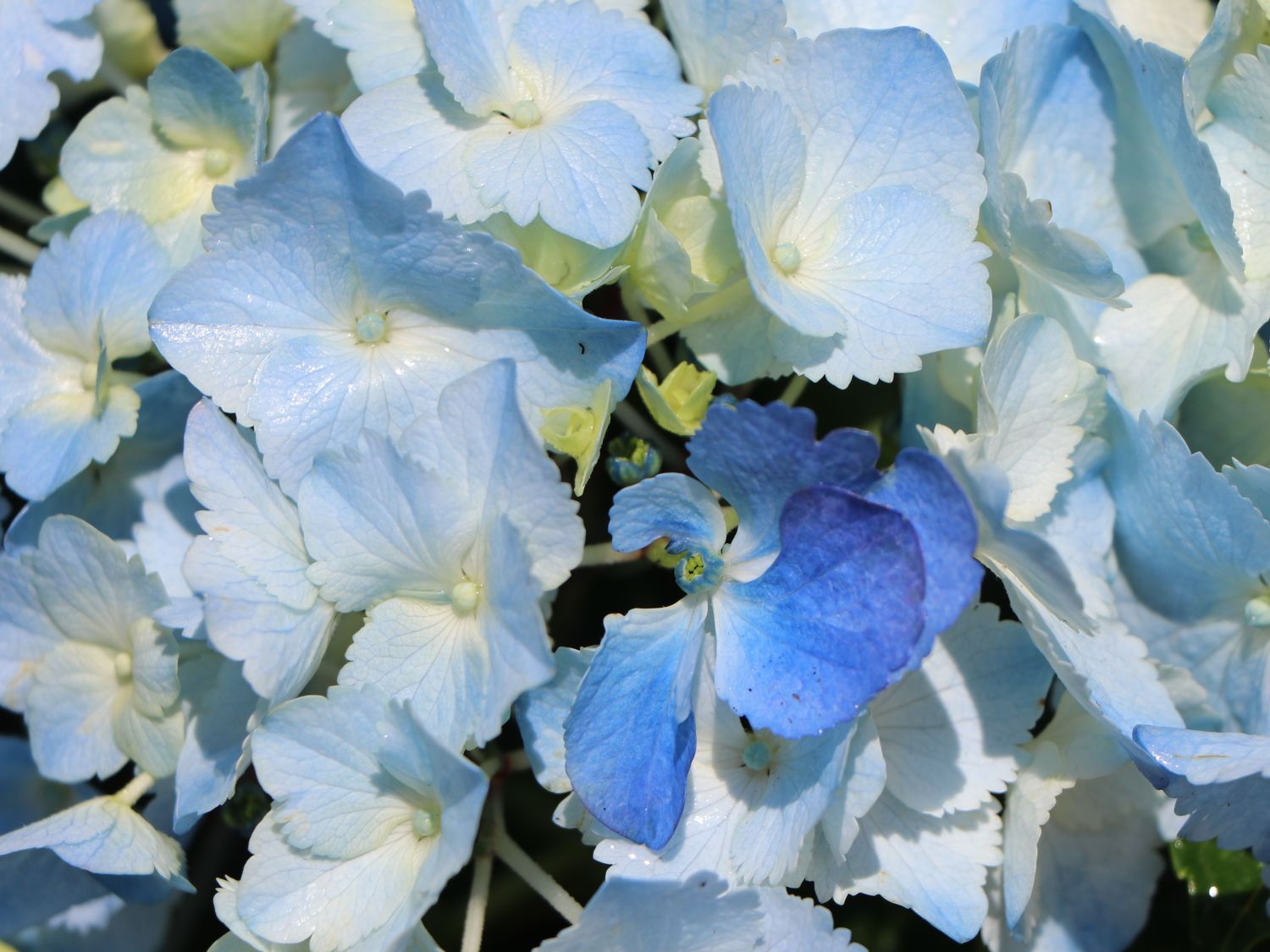 Ballhortensie 'Three Sisters' ® (Blau) - Hydrangea macrophylla 'Three Sisters' ® (Blau)