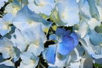 Ballhortensie 'Three Sisters' ® (Blau) - Hydrangea macrophylla 'Three Sisters' ® (Blau)