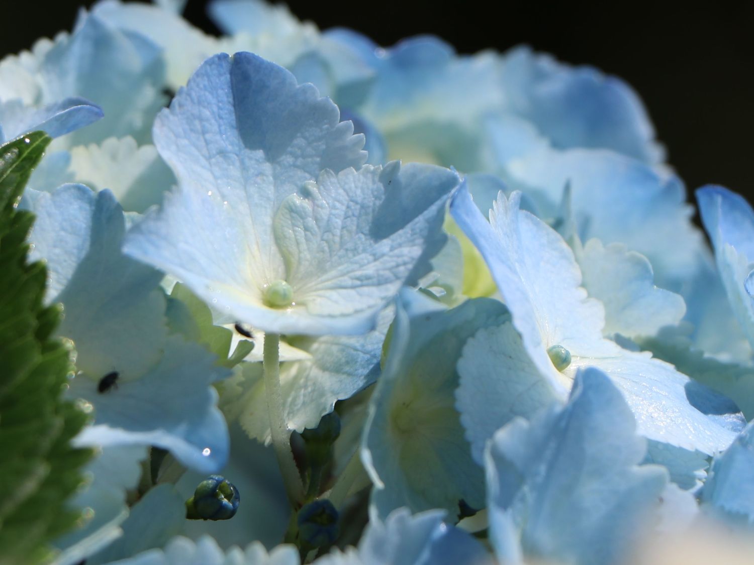Ballhortensie 'Three Sisters' ® (Blau) - Hydrangea macrophylla 'Three Sisters' ® (Blau)