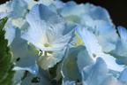 Ballhortensie 'Three Sisters' ® (Blau) - Hydrangea macrophylla 'Three Sisters' ® (Blau)