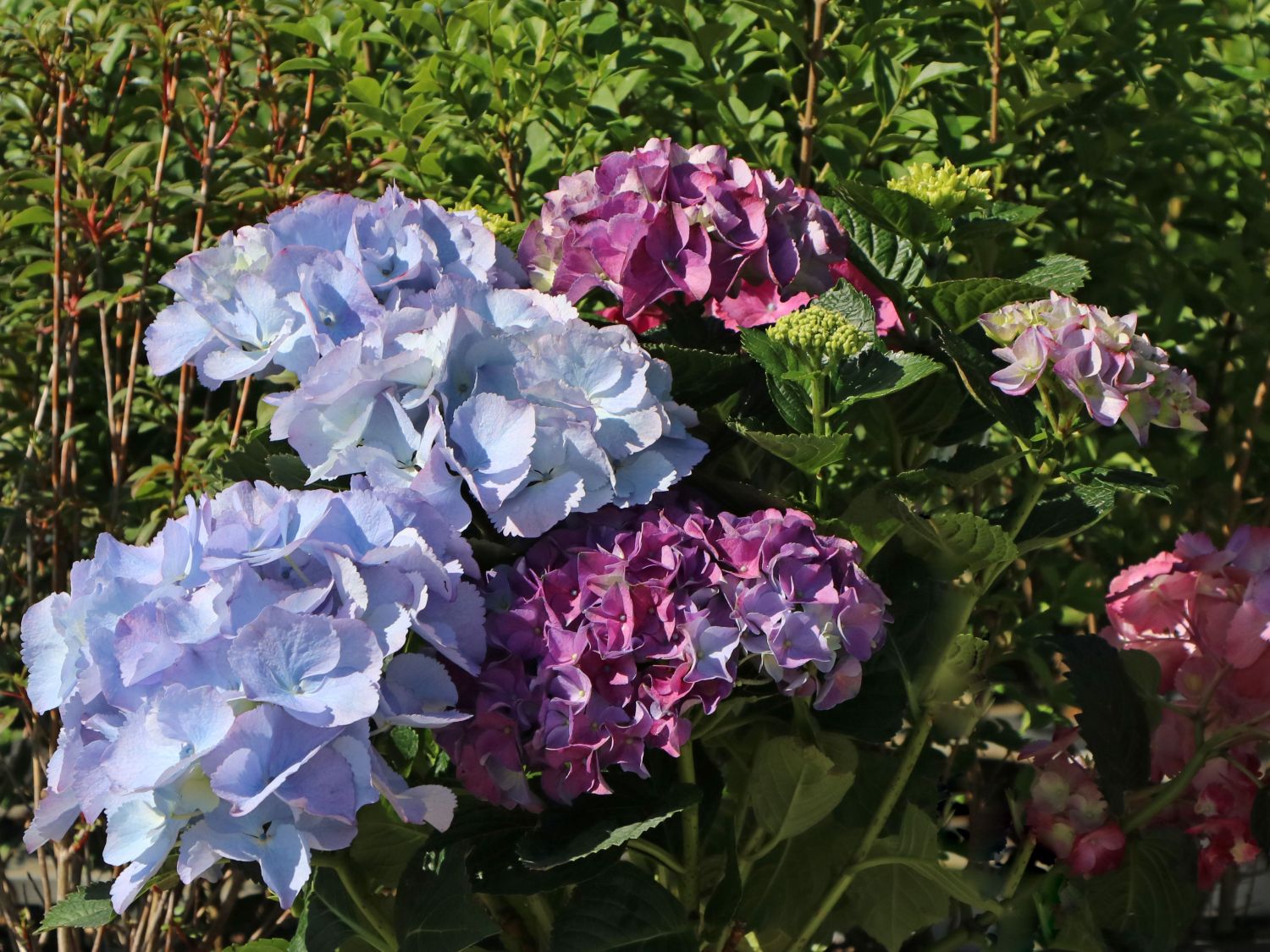 Ballhortensie 'Three Sisters' ® (Blau) - Hydrangea macrophylla 'Three Sisters' ® (Blau)