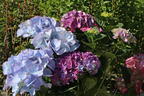 Ballhortensie 'Three Sisters' ® (Blau) - Hydrangea macrophylla 'Three Sisters' ® (Blau)