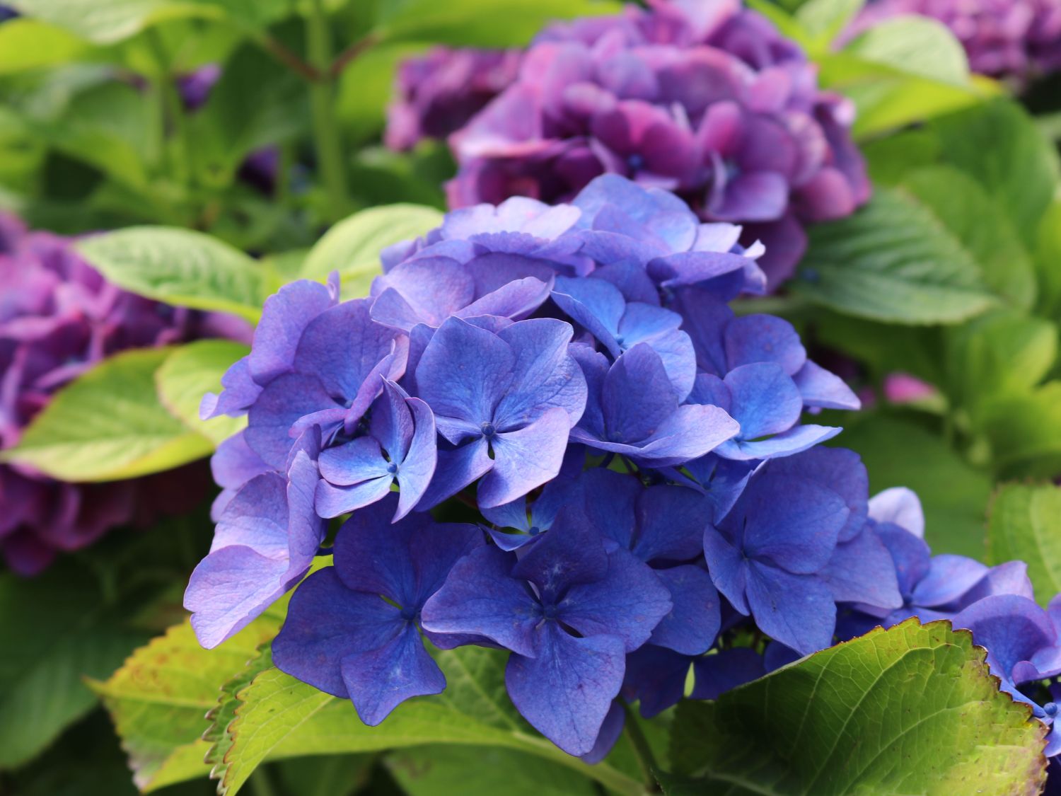 Ballhortensie 'Three Sisters' ® (Blau) - Hydrangea macrophylla 'Three Sisters' ® (Blau)
