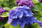 Ballhortensie 'Three Sisters' ® (Blau) - Hydrangea macrophylla 'Three Sisters' ® (Blau)