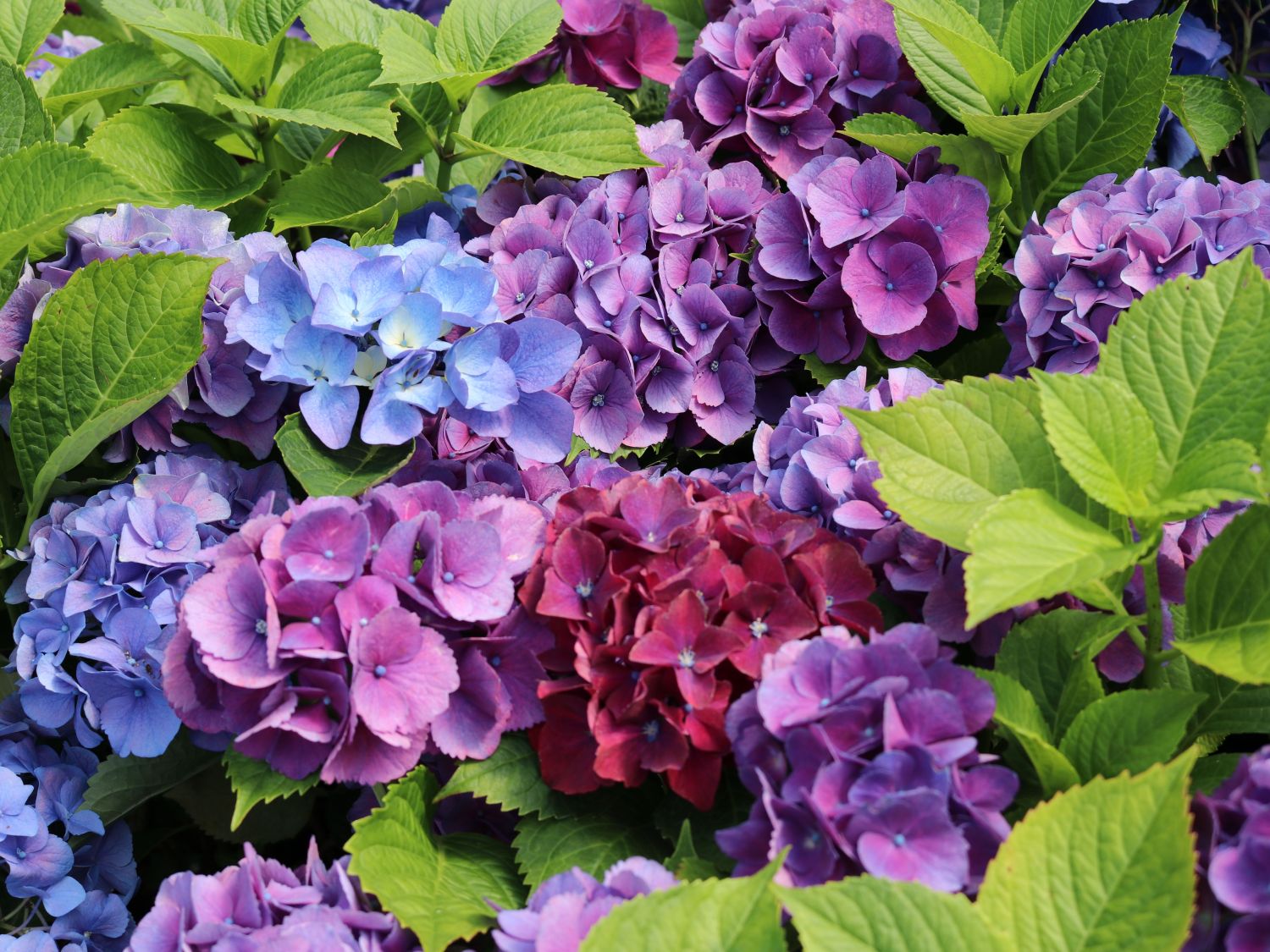 Ballhortensie 'Three Sisters' ® (Blau) - Hydrangea macrophylla 'Three Sisters' ® (Blau)