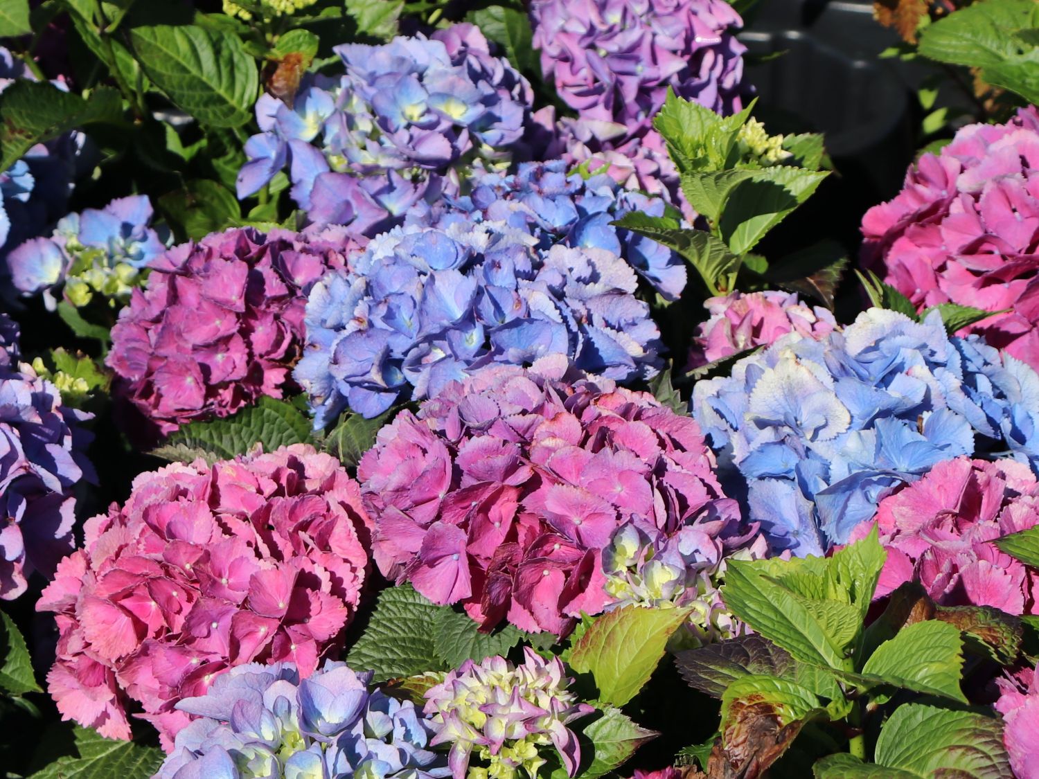 Ballhortensie 'Three Sisters' ® (Blau) - Hydrangea macrophylla 'Three Sisters' ® (Blau)