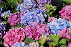 Ballhortensie 'Three Sisters' ® (Blau) - Hydrangea macrophylla 'Three Sisters' ® (Blau)