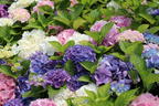 Ballhortensie 'Three Sisters' ® (Pastell) - Hydrangea macrophylla 'Three Sisters' ® (Pastell)