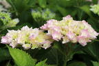 Ballhortensie 'Three Sisters' ® (Pastell) - Hydrangea macrophylla 'Three Sisters' ® (Pastell)
