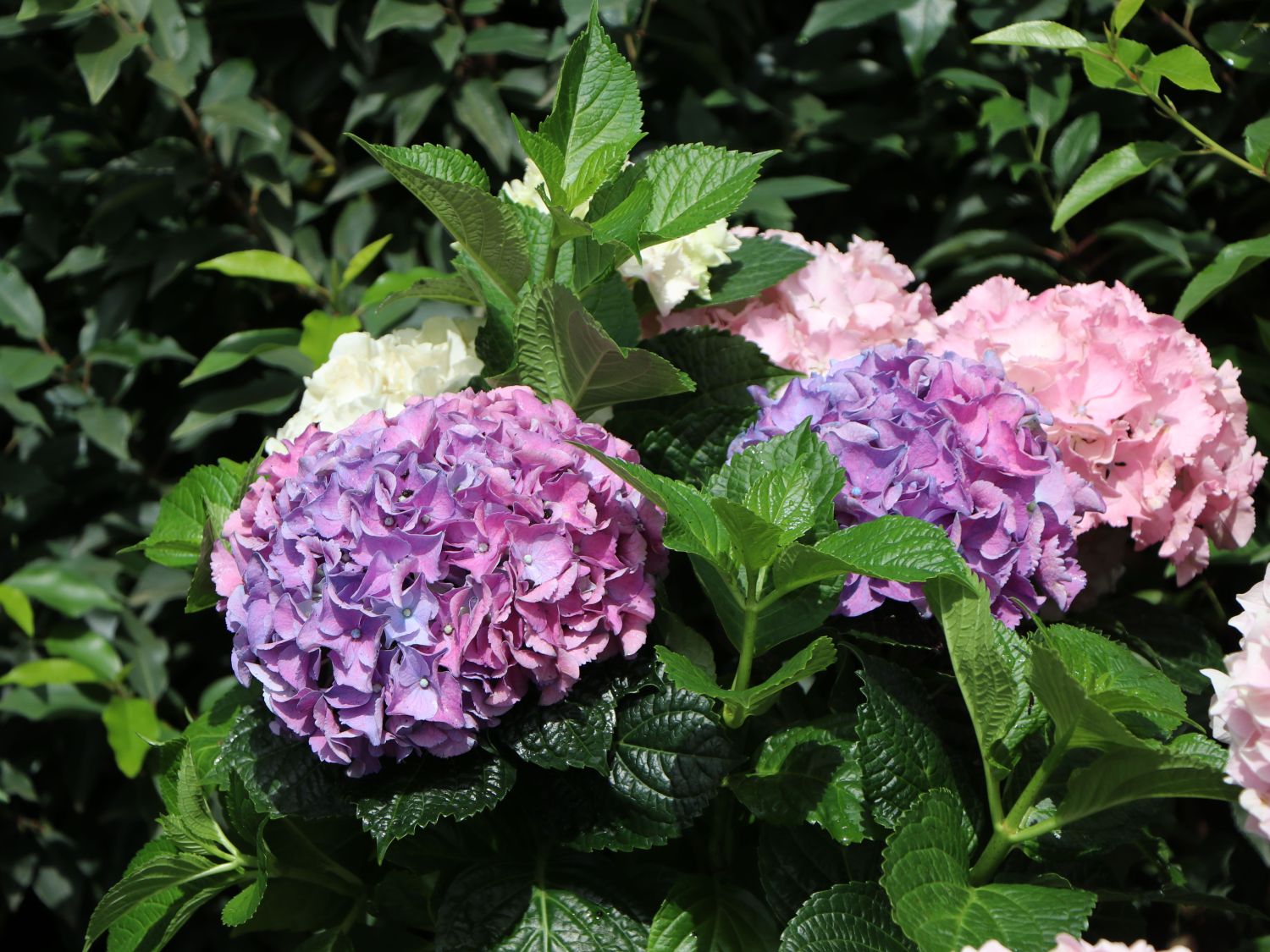 Ballhortensie 'Three Sisters' ® (Pastell) - Hydrangea macrophylla 'Three Sisters' ® (Pastell)
