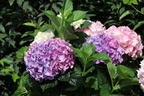 Ballhortensie 'Three Sisters' ® (Pastell) - Hydrangea macrophylla 'Three Sisters' ® (Pastell)