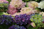 Ballhortensie 'Three Sisters' ® (Pastell) - Hydrangea macrophylla 'Three Sisters' ® (Pastell)