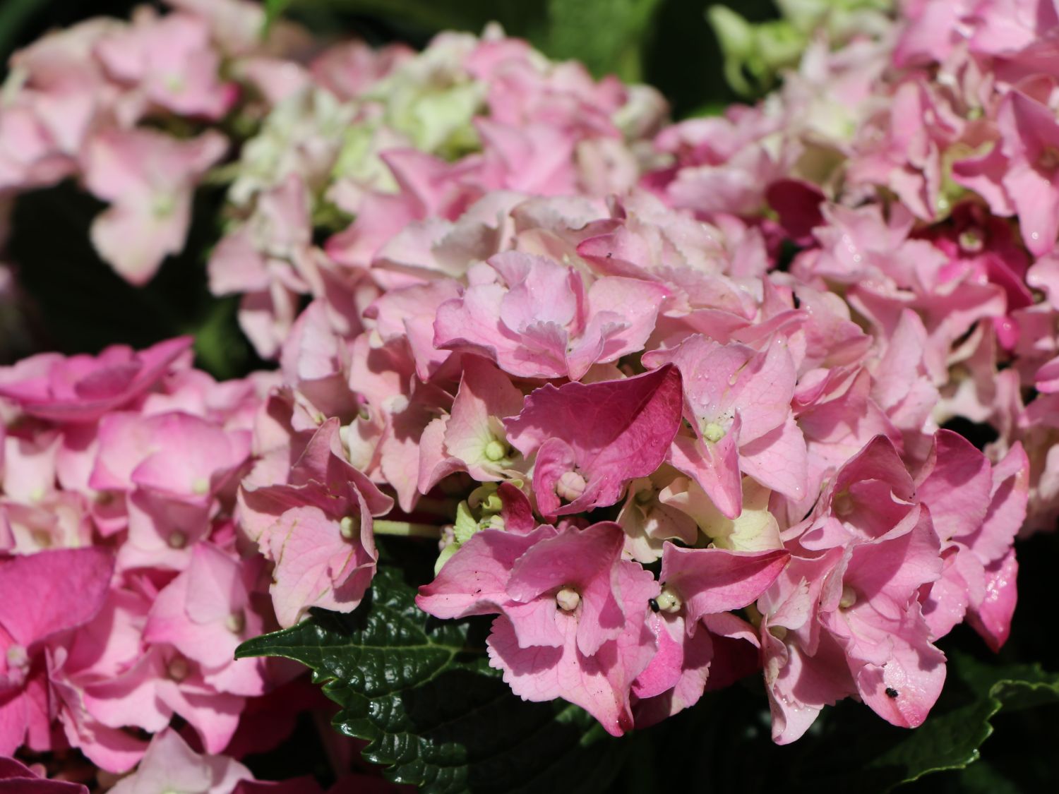 Ballhortensie 'Three Sisters' ® (Pink) - Hydrangea macrophylla 'Three Sisters' ® (Pink)