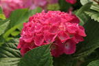 Ballhortensie 'Three Sisters' ® (Pink) - Hydrangea macrophylla 'Three Sisters' ® (Pink)