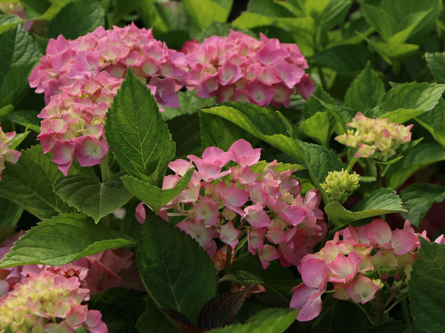 Ballhortensie 'Three Sisters' ® (Pink) - Hydrangea macrophylla 'Three Sisters' ® (Pink)