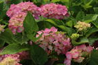 Ballhortensie 'Three Sisters' ® (Pink) - Hydrangea macrophylla 'Three Sisters' ® (Pink)