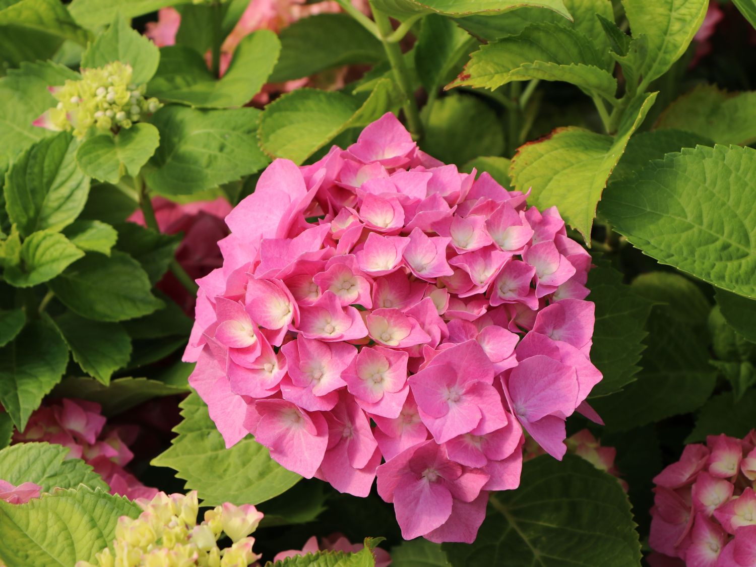 Ballhortensie 'Three Sisters' ® (Pink) - Hydrangea macrophylla 'Three Sisters' ® (Pink)