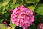 Ballhortensie 'Three Sisters' ® (Pink) - Hydrangea macrophylla 'Three Sisters' ® (Pink)