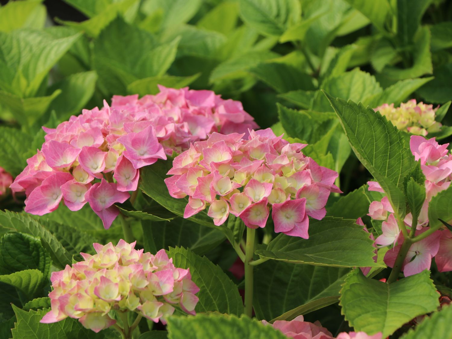 Ballhortensie 'Three Sisters' ® (Pink) - Hydrangea macrophylla 'Three Sisters' ® (Pink)
