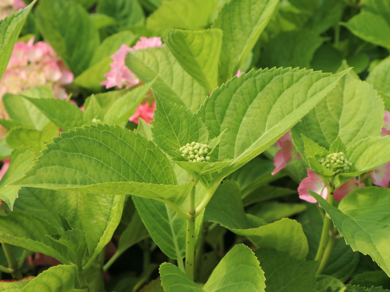 Ballhortensie 'Three Sisters' ® (Pink) - Hydrangea macrophylla 'Three Sisters' ® (Pink)