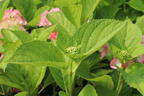 Ballhortensie 'Three Sisters' ® (Pink) - Hydrangea macrophylla 'Three Sisters' ® (Pink)