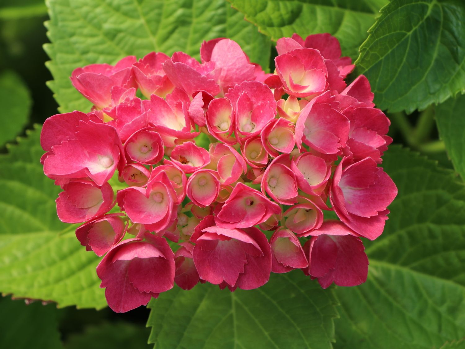 Ballhortensie 'Three Sisters' ® (Pink) - Hydrangea macrophylla 'Three Sisters' ® (Pink)