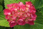 Ballhortensie 'Three Sisters' ® (Pink) - Hydrangea macrophylla 'Three Sisters' ® (Pink)