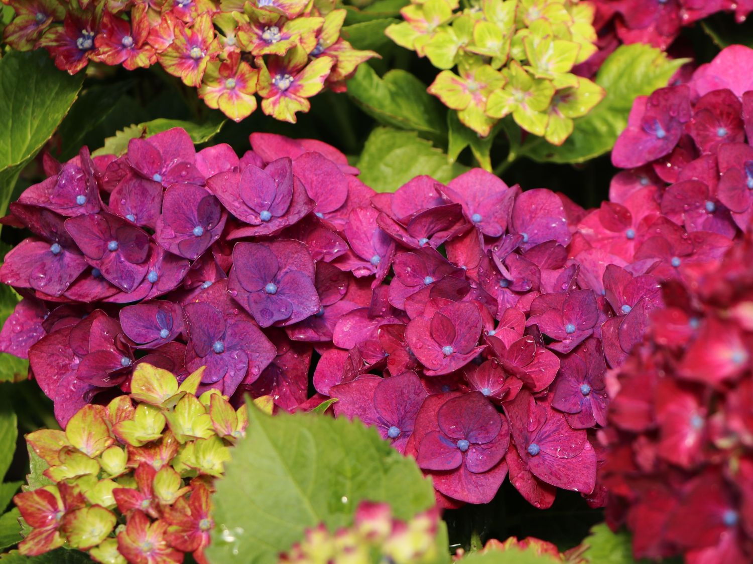 Ballhortensie 'Three Sisters' ® (Violett) - Hydrangea macrophylla 'Three Sisters' ® (Violett)