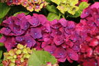 Ballhortensie 'Three Sisters' ® (Violett) - Hydrangea macrophylla 'Three Sisters' ® (Violett)