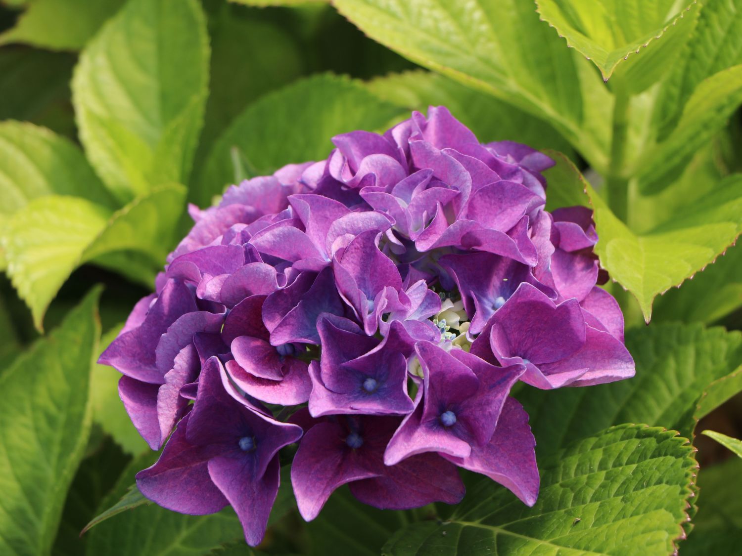 Ballhortensie 'Three Sisters' ® (Violett) - Hydrangea macrophylla 'Three Sisters' ® (Violett)