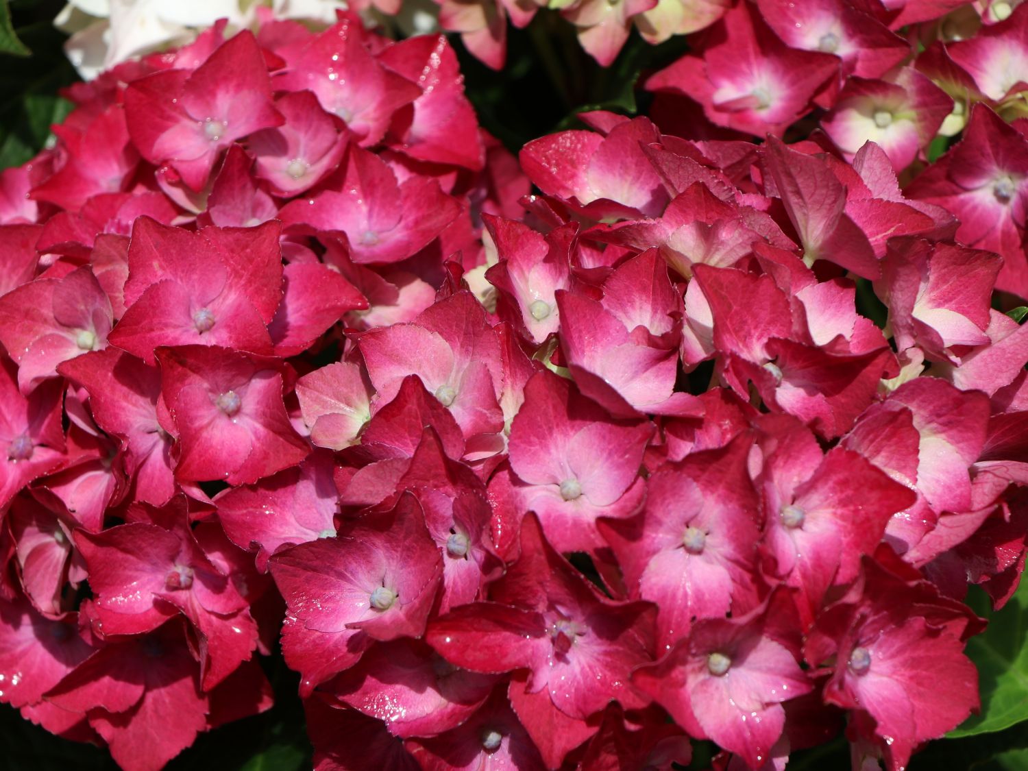 Ballhortensie 'Three Sisters' ® (Violett) - Hydrangea macrophylla 'Three Sisters' ® (Violett)