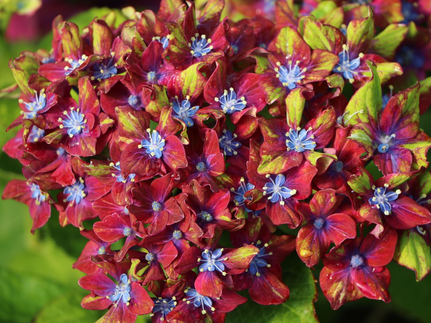 Ballhortensie 'Three Sisters' ® (Violett) - Hydrangea macrophylla 'Three Sisters' ® (Violett)