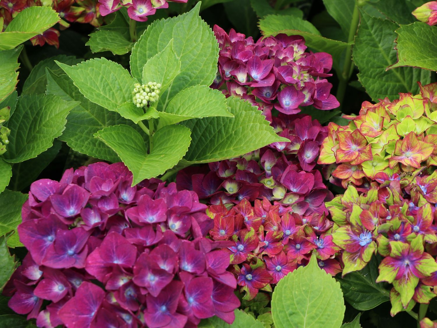 Ballhortensie 'Three Sisters' ® (Violett) - Hydrangea macrophylla 'Three Sisters' ® (Violett)
