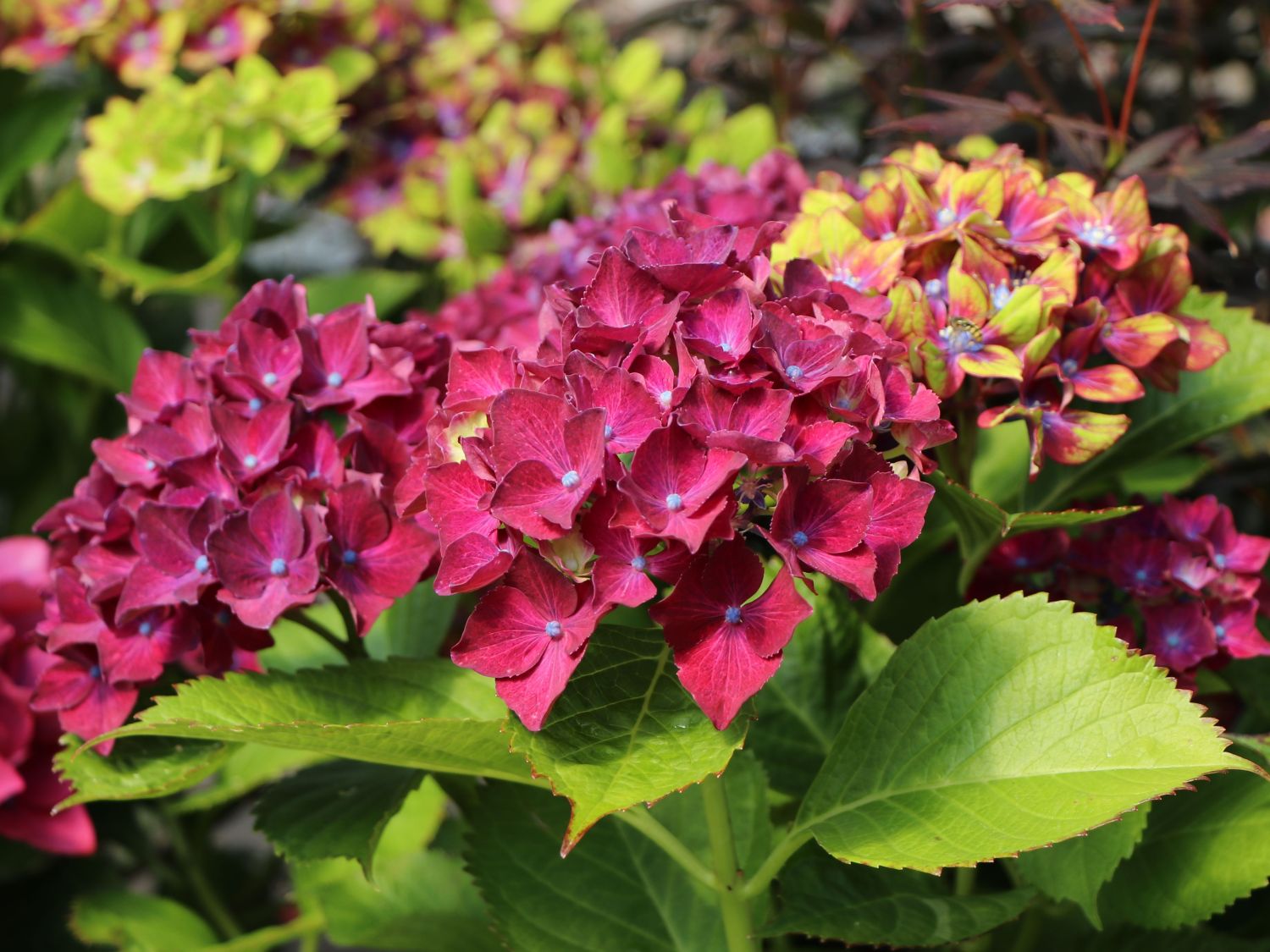 Ballhortensie 'Three Sisters' ® (Violett) - Hydrangea macrophylla 'Three Sisters' ® (Violett)