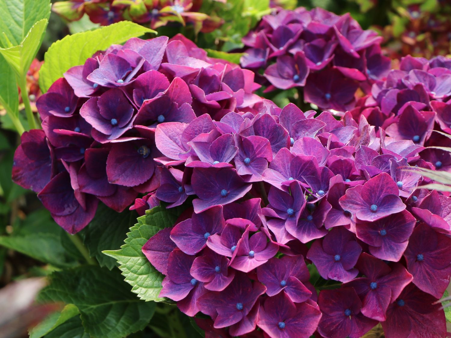 Ballhortensie 'Three Sisters' ® (Violett) - Hydrangea macrophylla 'Three Sisters' ® (Violett)