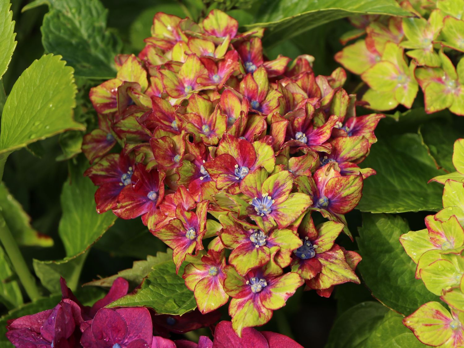Ballhortensie 'Three Sisters' ® (Violett) - Hydrangea macrophylla 'Three Sisters' ® (Violett)