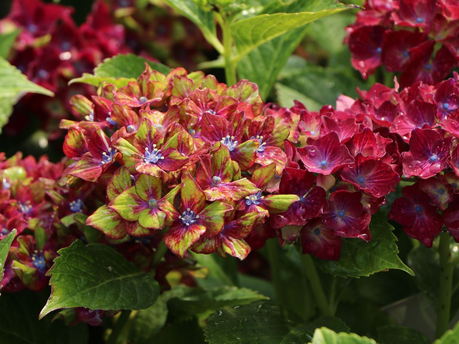 Ballhortensie 'Three Sisters' ® (Violett) - Hydrangea macrophylla 'Three Sisters' ® (Violett)
