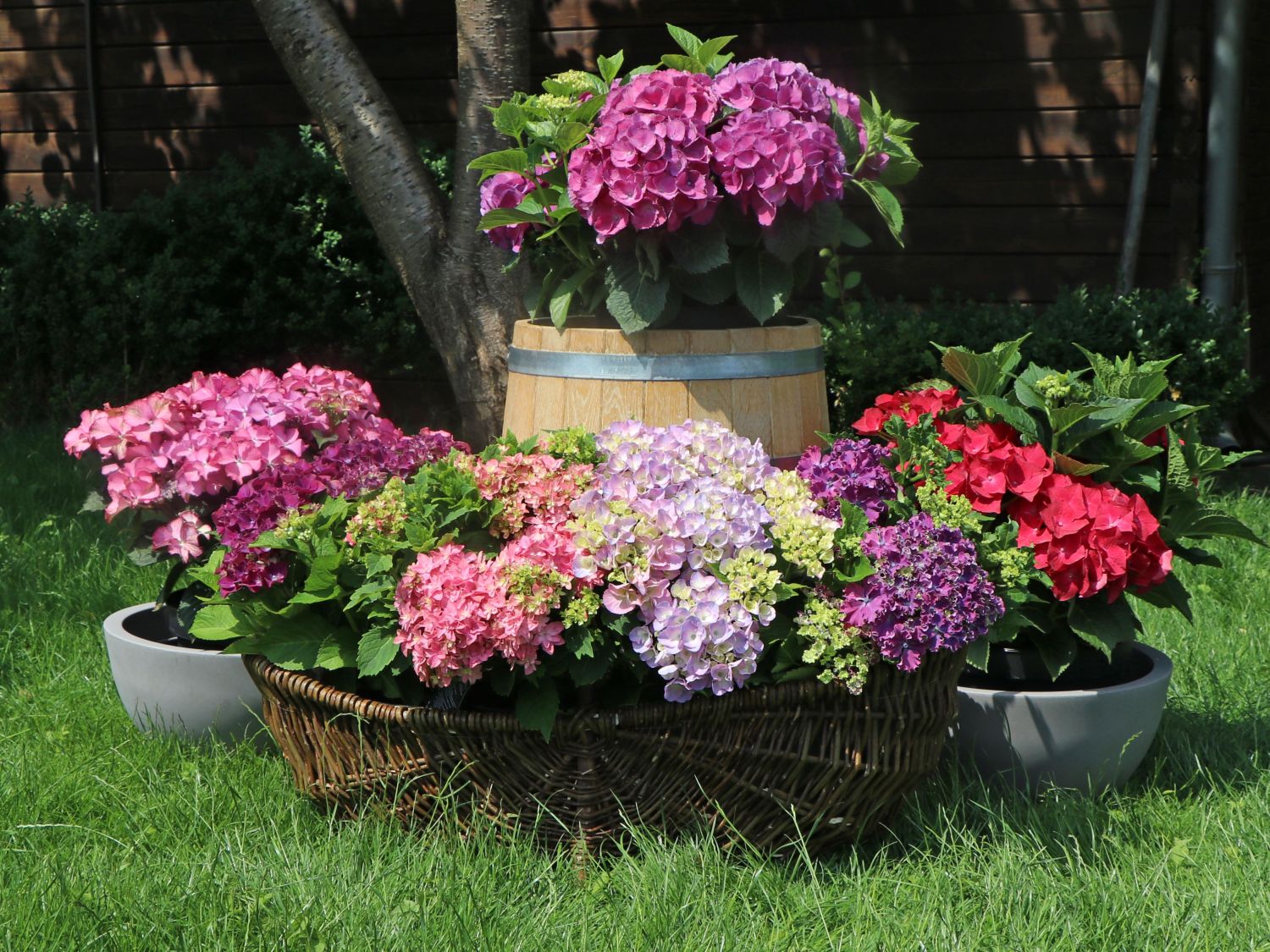 Tellerhortensie 'Tiffany Pink' - Hydrangea macrophylla 'Tiffany Pink'