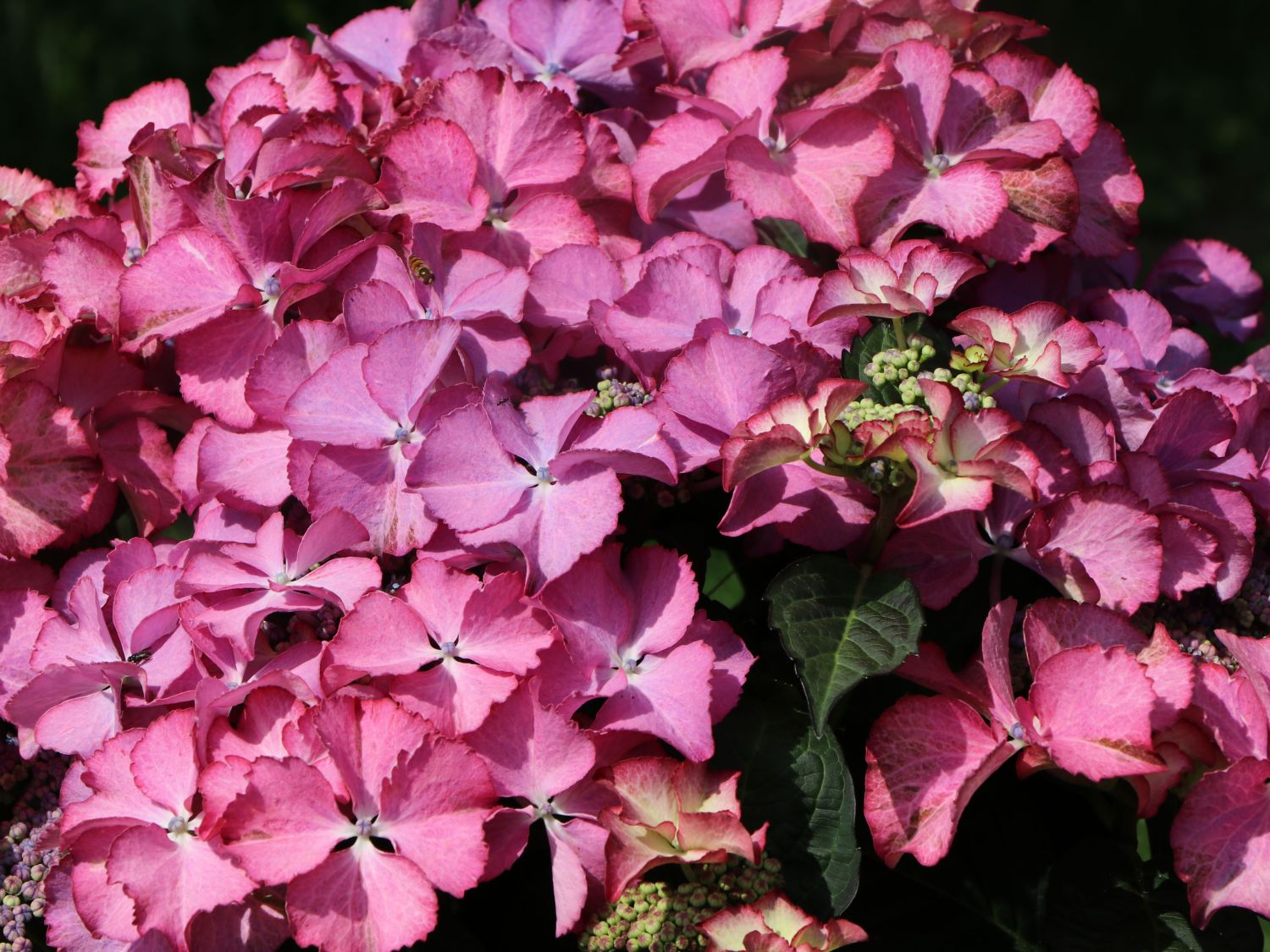 Tellerhortensie 'Tiffany Pink' - Hydrangea macrophylla 'Tiffany Pink'