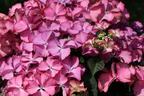Tellerhortensie 'Tiffany Pink' - Hydrangea macrophylla 'Tiffany Pink'