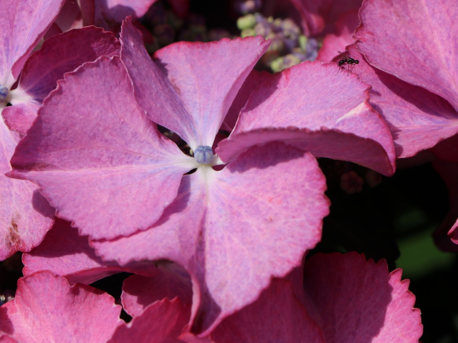 Tellerhortensie 'Tiffany Pink' - Hydrangea macrophylla 'Tiffany Pink'