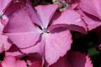 Tellerhortensie 'Tiffany Pink' - Hydrangea macrophylla 'Tiffany Pink'