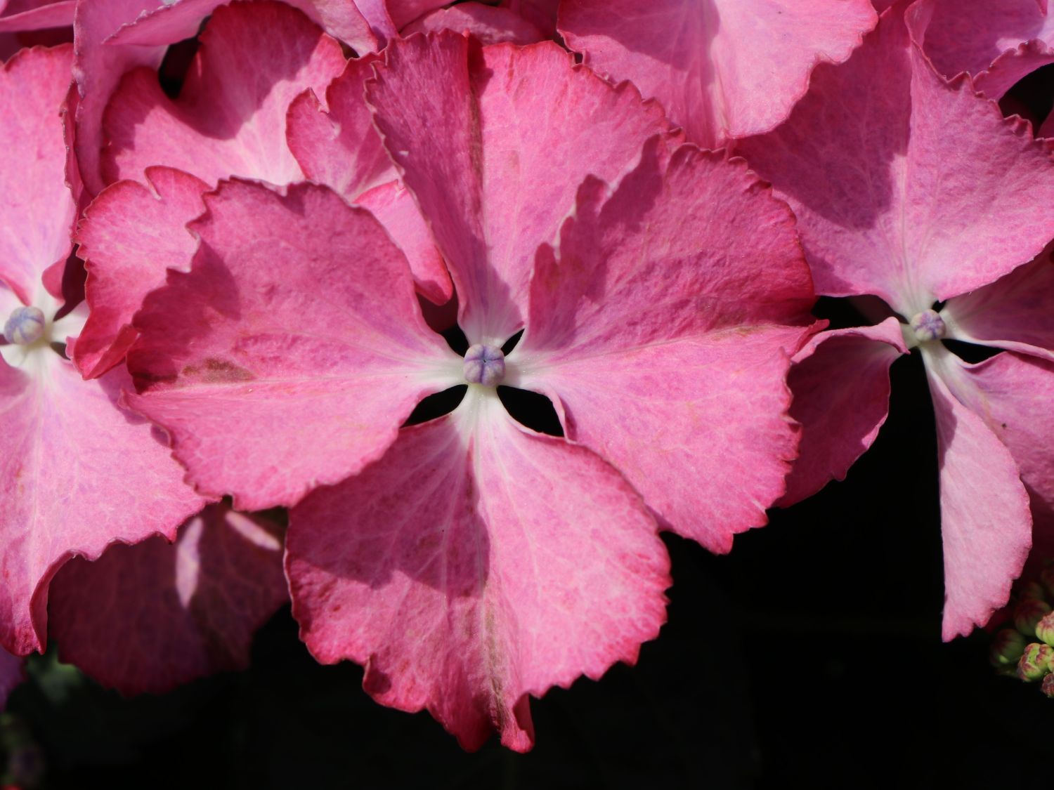 Tellerhortensie 'Tiffany Pink' - Hydrangea macrophylla 'Tiffany Pink'