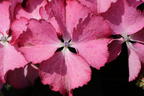 Tellerhortensie 'Tiffany Pink' - Hydrangea macrophylla 'Tiffany Pink'