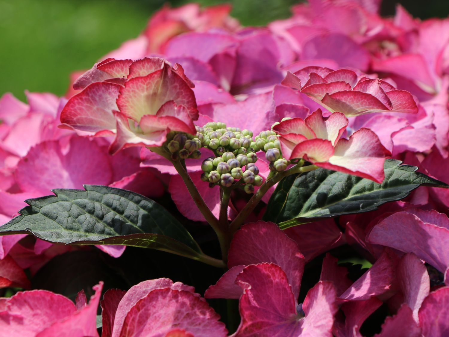 Tellerhortensie 'Tiffany Pink' - Hydrangea macrophylla 'Tiffany Pink'