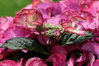 Tellerhortensie 'Tiffany Pink' - Hydrangea macrophylla 'Tiffany Pink'
