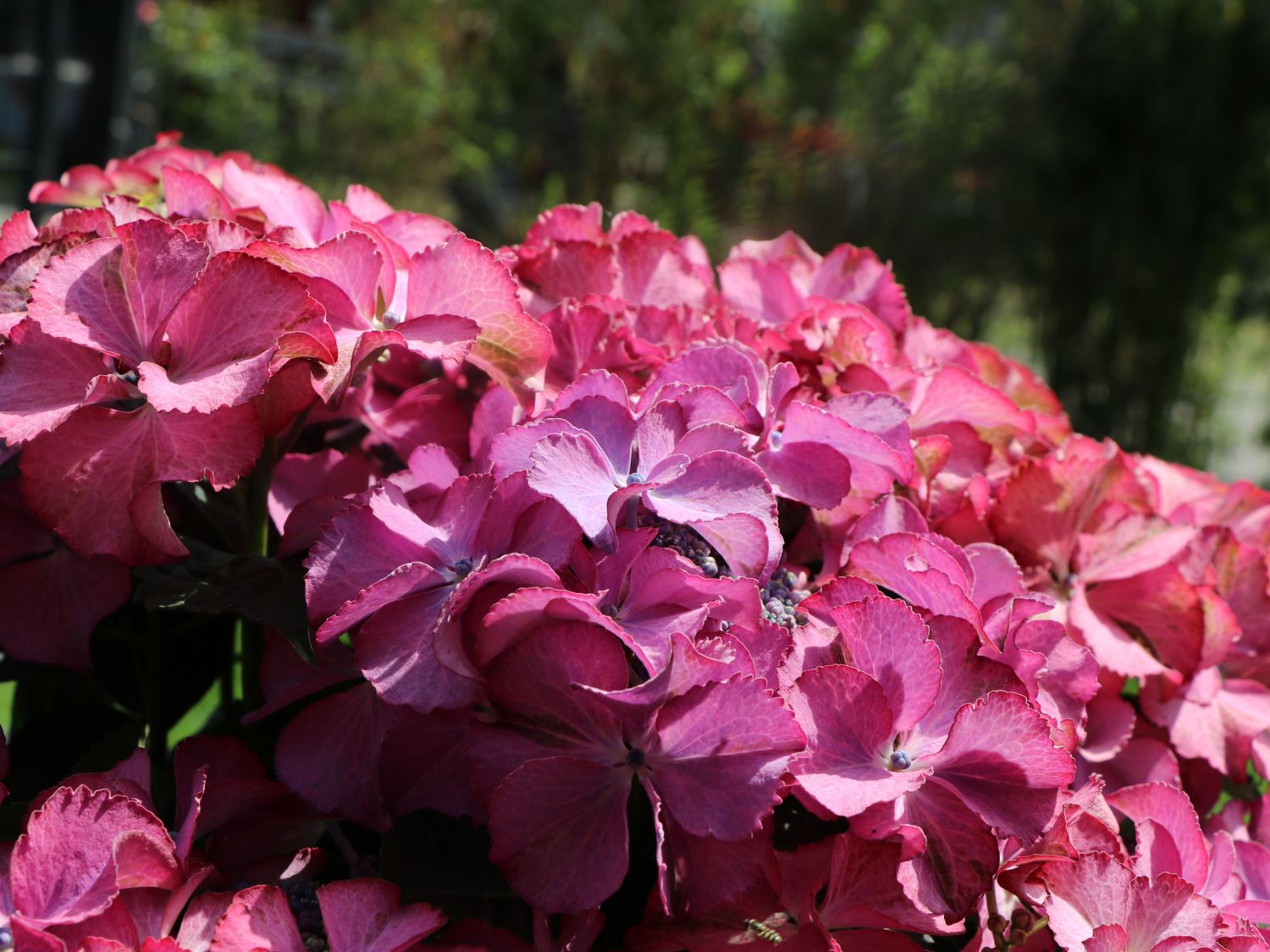 Tellerhortensie 'Tiffany Pink' - Hydrangea macrophylla 'Tiffany Pink'