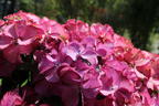 Tellerhortensie 'Tiffany Pink' - Hydrangea macrophylla 'Tiffany Pink'