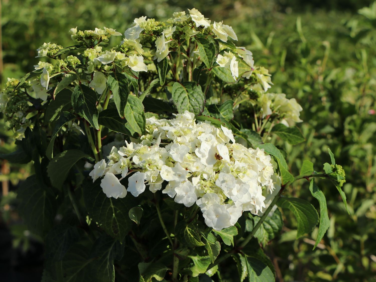 Tellerhortensie 'Wedding Gown ®' - Hydrangea macrophylla 'Wedding Gown ®'